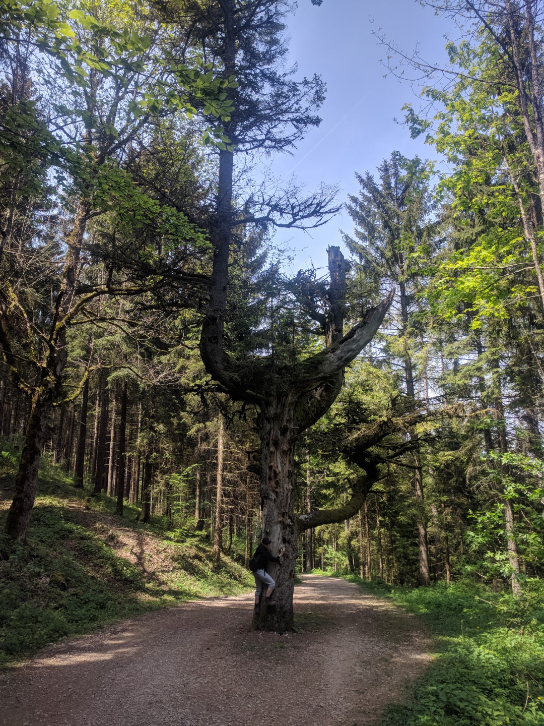 weird tree on the road
